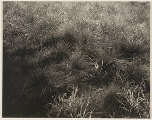 Grasses by Alfred Stieglitz
