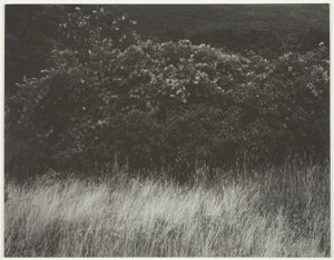 Hedge and Grasses - Lake George