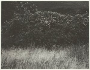 Hedge and Grasses - Lake George