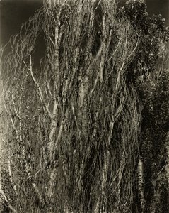 Poplars—Lake George, 1932