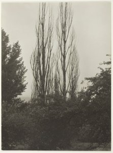 Poplars - Lake George by Alfred Stieglitz