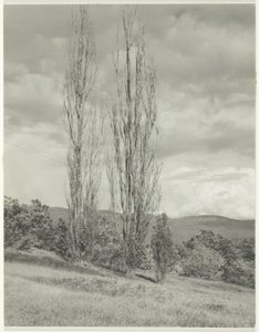 Poplars Lake George by Alfred Stieglitz