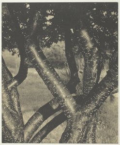 The Dancing Trees