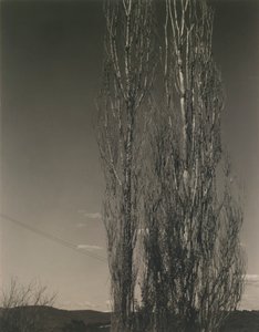The Two Poplars, Lake George by Alfred Stieglitz