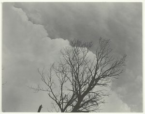 Tree Set 3