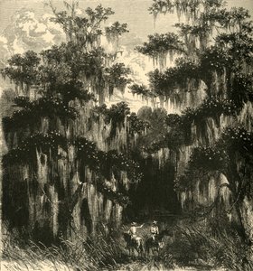 Magnolia Swamp