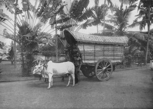 A Ceylon Bullock Cart by Alfred William Amandus Plate
