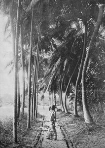 Dawn Through the Palms