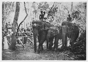 Elephant Kraaling in Ceylon - Free No Longer