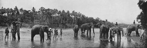 Kandy. Sacred Elephants of the Temple Bathing