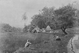 Paddy Field near Gampola, c1890-1910 by Alfred William Amandus Plate