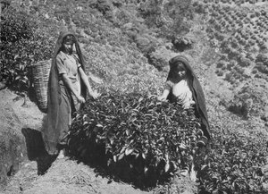 Pluckers on Tea Estate, Ceylon, 1890, 1910