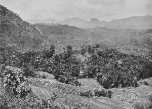 View of Paddy Field from Kadugannawa Pass by Alfred William Amandus Plate