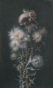 Thistledown