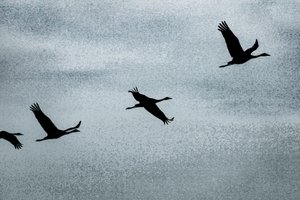 Wing on Wing, from the series Over Hula