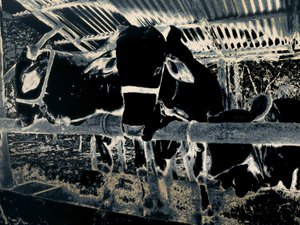 Homestead, 2020 by Alice Gur-Arie