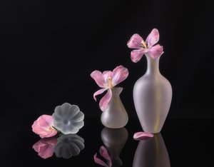 Fading Pink Tulips by Alice Sheng