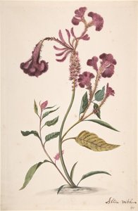 Study of a Hanekam Celosia argentea, n.d.