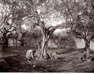 Children Picking Olives Among the Olive Trees, on a Hill in Santa Margherita a Montici, Florence by Fratelli Alinari