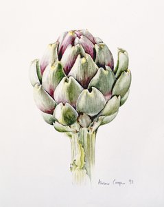 Artichoke Study
