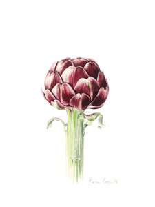 Artichoke from Roman Market