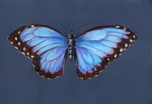 Blue Morpho Butterfly