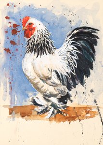 Brahma Bantam Cockerel