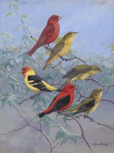 Tanagers by Allan Brooks