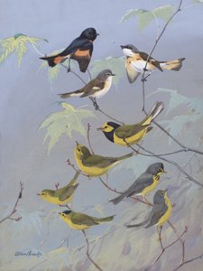 Warblers by Allan Brooks