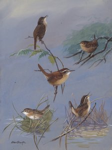 Wren by Allan Brooks