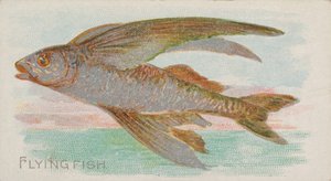 Flying Fish, from the Fish from American Waters series N8 for Allen & Ginter Cigarettes, 1889