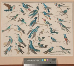The Hummingbirds