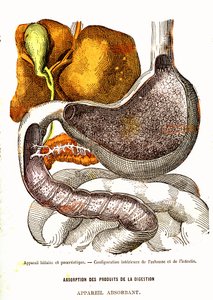 Biliary and Pancreatic System - Normal Life & Health by J. Rengade. Drawing by A. Demarle 1881