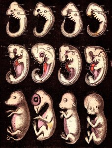 Compared embryos of 4 vertebrae (pig, hen, rabbit, man). Drawing by A. Demarle. 1885