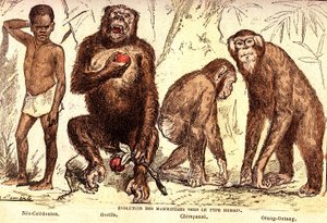 Evolution of mammals to the human type. Drawing by A. Demarle. 1885
