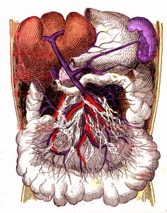 Organs of Intestinal Absorption - The Normal Life & Health of J. Rengade. Drawing by A. Demarle 1881