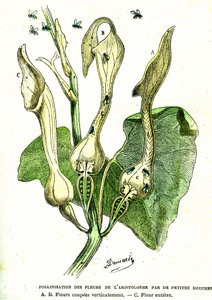 Pollination by flies of Aristoloche flowers: Natural creation and living beings. Drawing by A. Demarle. 1885