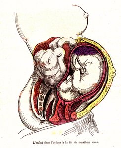 The Child in the Uterus (Late 9th Month) - The Normal Life & Health of J. Rengade - Drawing by A. Demarle 1881 by Alphonse Demarle