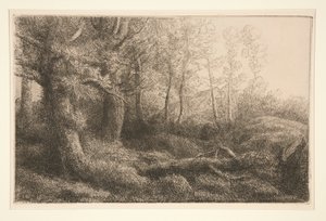 A Woodland Study