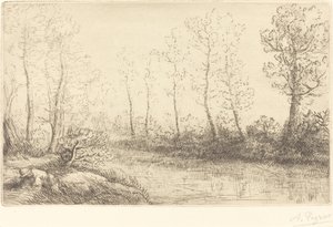 Birch Trees: Water