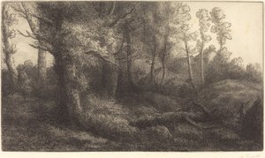 In the Forest