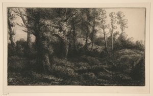 Edge of the Forest