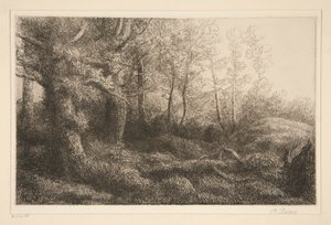 Forest Edge
