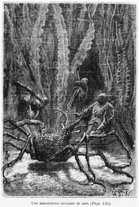 The Spider Crab
