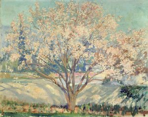 Almond Tree in Blossom