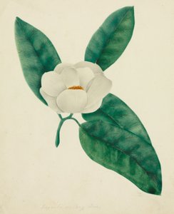 Magnolia by Altha Mary Nims