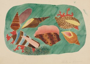 Shells in Seaweed by Altha Mary Nims