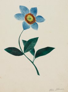 Star Flower by Altha Mary Nims