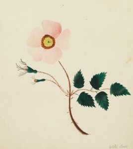 Wild Rose by Altha Mary Nims