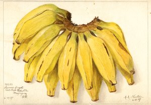 Bananas (Musa: Guincos Finget)